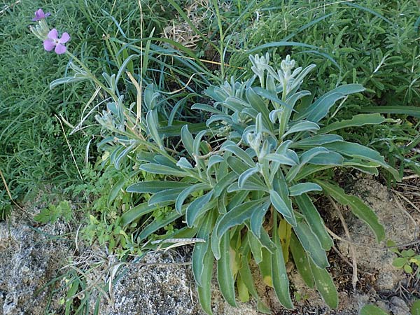 Matthiola incana \ Graue Levkoje / Hoary Stock, Rhodos Lindos 20.3.2023