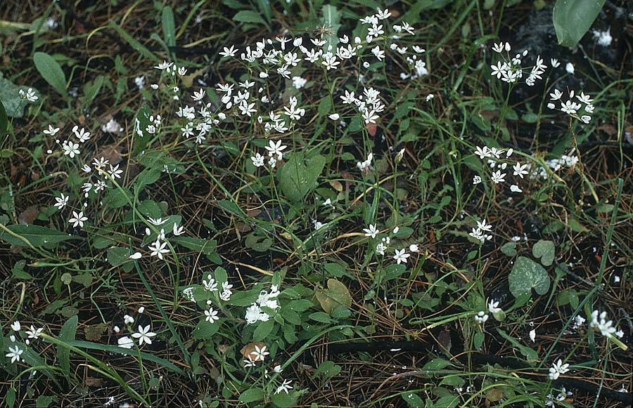 Ornithogalum collinum subsp. rhodium \ Wald-Milchstern / White Star of Bethlehem, Rhodos/Rhodes Epta Piges 28.4.1987