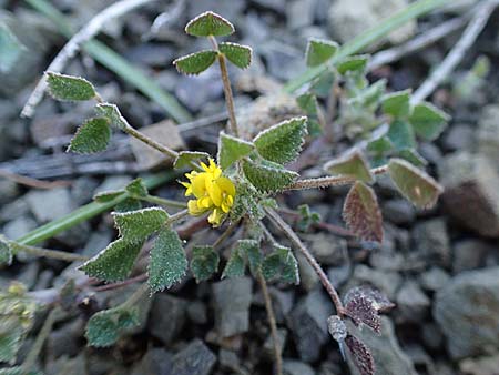 Medicago monspeliaca \ Montpellier-Bockshornklee, Franzsischer Schneckenklee / Hairy Trigonella, Star-Fruited Fenugreek, Rhodos Moni Artamiti 27.3.2023