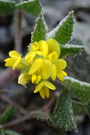 Medicago monspeliaca, Montpellier-Bockshornklee, Französischer Schneckenklee