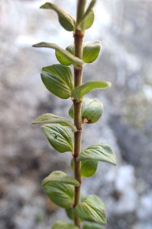 Micromeria nervosa \ Pal�stina-Steinminze / Veined Savory, Rhodos/Rhodes Mount Smith 18.3.2023