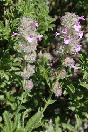 Micromeria nervosa \ Pal�stina-Steinminze / Veined Savory, Rhodos/Rhodes Apolakkia 25.3.2023