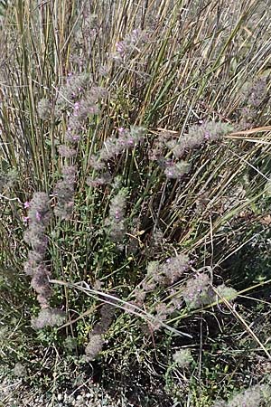 Micromeria nervosa \ Pal�stina-Steinminze / Veined Savory, Rhodos/Rhodes Apolakkia 25.3.2023