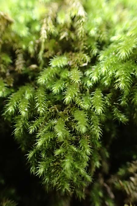 Musci spec6 ? \ Moos / Moss, Rhodos/Rhodes Petaloudes 4.4.2019
