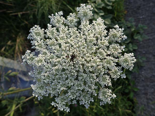 Daucus carota subsp. maximus \ Riesen-M�hre / Bird's Nest, Rhodos/Rhodes Koskinou 22.3.2023