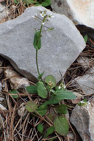 Microthlaspi natolicum subsp. gaillardotii \ Gaillardots Kleint�schelkraut / Gaillardot's Penny-Cress, Rhodos/Rhodes Akramitis 21.3.2023