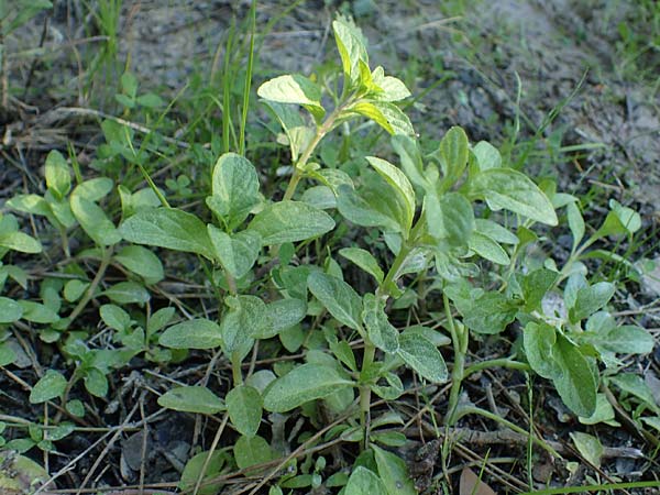 Mentha pulegium \ Polei-Minze / Squaw Mint, Pennyroyal, Rhodos Feraklos Castle 26.3.2023