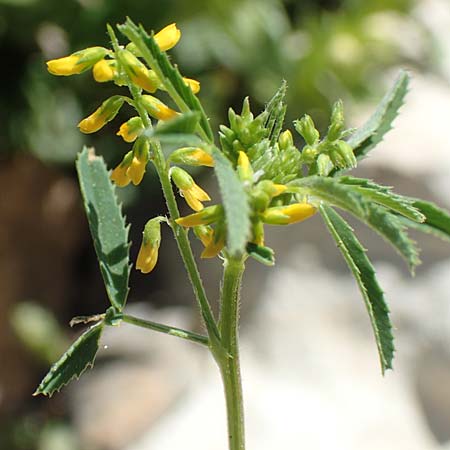 Melilotus sulcatus \ Gefurchter Steinklee, Rhodos Prasonisi 26.3.2019