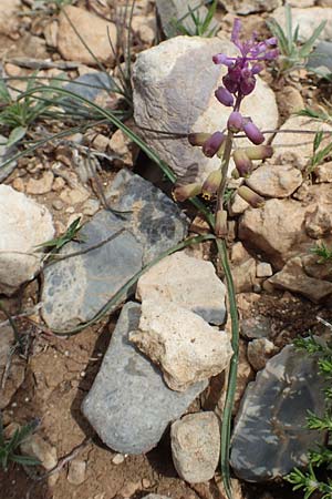 Muscari weissii \ Weiss' Traubenhyazinthe / Weiss' Hyacinth, Rhodos/Rhodes Prasonisi 26.3.2019