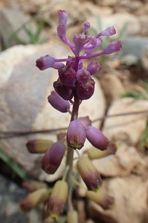 Muscari weissii \ Weiss' Traubenhyazinthe / Weiss' Hyacinth, Rhodos/Rhodes Prasonisi 26.3.2019
