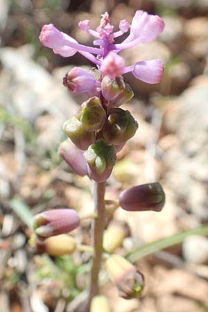 Muscari weissii \ Weiss' Traubenhyazinthe / Weiss' Hyacinth, Rhodos/Rhodes Prasonisi 26.3.2019