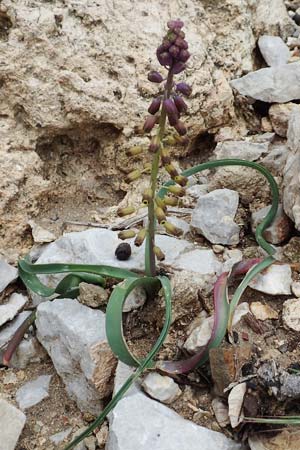 Muscari weissii \ Weiss' Traubenhyazinthe / Weiss' Hyacinth, Rhodos/Rhodes Tsambika 30.3.2019
