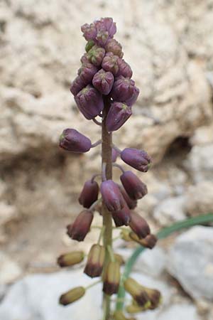 Muscari weissii \ Weiss' Traubenhyazinthe / Weiss' Hyacinth, Rhodos/Rhodes Tsambika 30.3.2019