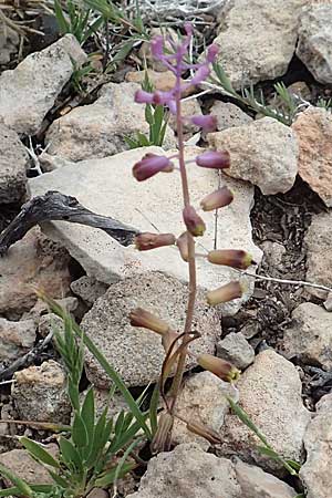 Muscari weissii \ Weiss' Traubenhyazinthe / Weiss' Hyacinth, Rhodos/Rhodes Prasonisi 1.4.2019