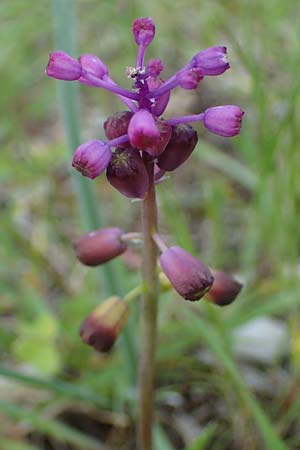 Muscari weissii \ Weiss' Traubenhyazinthe / Weiss' Hyacinth, Rhodos/Rhodes Archangelos 17.3.2023
