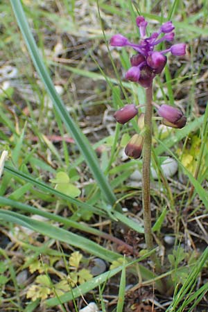 Muscari weissii \ Weiss' Traubenhyazinthe / Weiss' Hyacinth, Rhodos/Rhodes Archangelos 17.3.2023