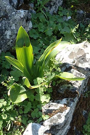 Drimia aphylla \ Blattlose Meerzwiebel / Leafless Sea Squill, Rhodos Profitis Ilias 2.4.2019