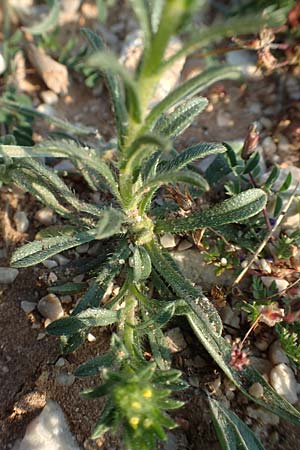 Neatostema apulum \ Apulischer Steinsame / Yellow Gromwell, Rhodos Kattavia 26.3.2019