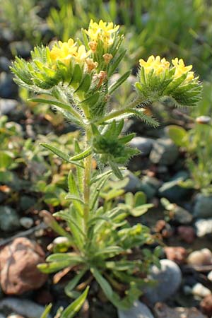 Neatostema apulum \ Apulischer Steinsame / Yellow Gromwell, Rhodos Arnitha 1.4.2019