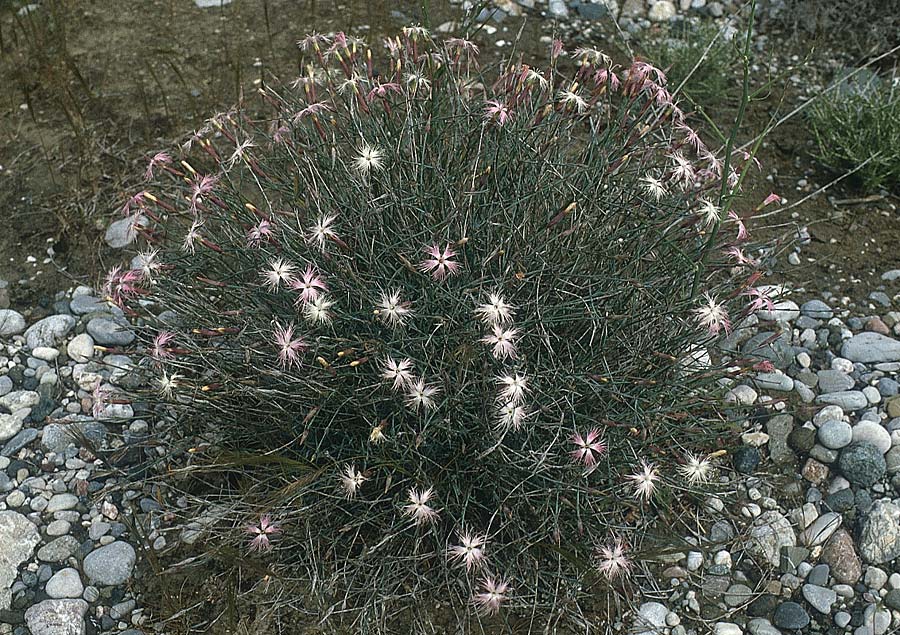 Dianthus crinitus \ Langhaarige Nelke / Long-Haired Pink, Rhodos/Rhodes Lindos 28.4.1987