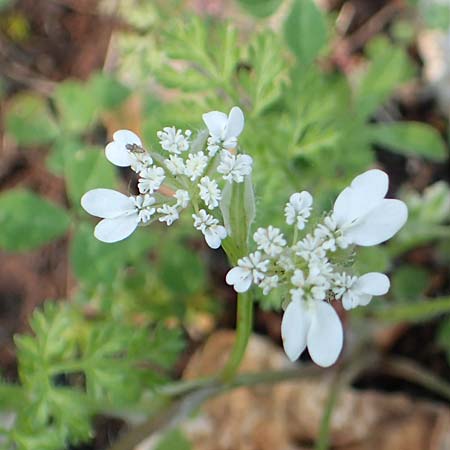 Orlaya daucoides \ M&ouml;hren-Breitsame / Flat-Fruited Orlaya, Small Bur Parsley, Rhodos/Rhodes Profitis Ilias 2.4.2019