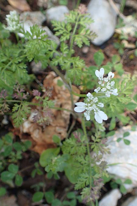 Orlaya daucoides \ M&ouml;hren-Breitsame / Flat-Fruited Orlaya, Small Bur Parsley, Rhodos/Rhodes Profitis Ilias 2.4.2019