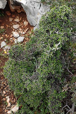Olea sylvestris \ Wilder lbaum / Oleaster, Rhodos Tsambika 30.3.2019