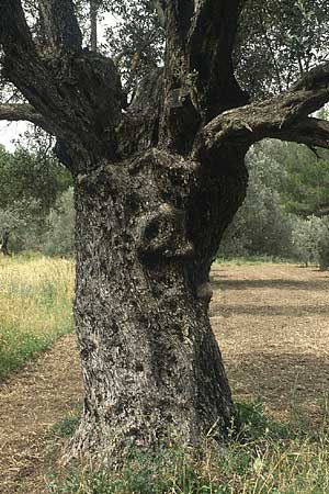 Olea europaea var. europaea \ lbaum / Olive, Rhodos Salakos 29.4.1987