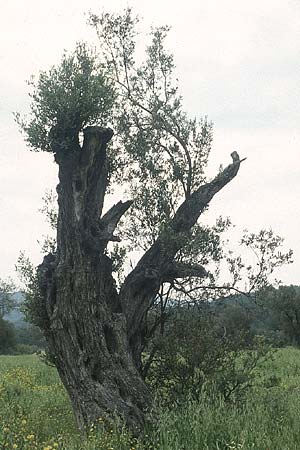 Olea europaea var. europaea \ lbaum / Olive, Rhodos Salakos 29.4.1987