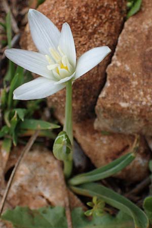 Ornithogalum montanum \ Berg-Milchstern / Mountain Star of Bethlehem, Rhodos/Rhodes Akramitis 21.3.2023