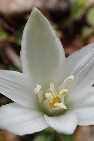 Ornithogalum montanum \ Berg-Milchstern / Mountain Star of Bethlehem, Rhodos/Rhodes Akramitis 21.3.2023