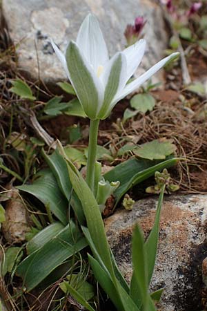 Ornithogalum montanum \ Berg-Milchstern / Mountain Star of Bethlehem, Rhodos/Rhodes Akramitis 21.3.2023