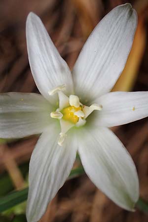 Ornithogalum montanum \ Berg-Milchstern / Mountain Star of Bethlehem, Rhodos/Rhodes Akramitis 21.3.2023
