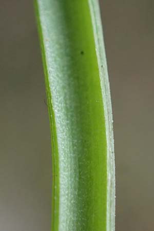 Ornithogalum montanum \ Berg-Milchstern / Mountain Star of Bethlehem, Rhodos/Rhodes Akramitis 21.3.2023