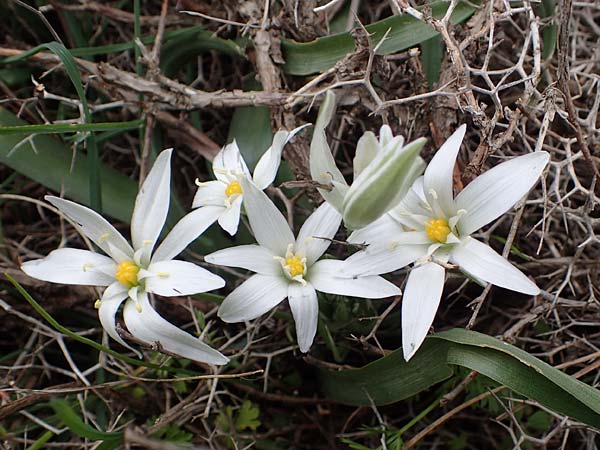 Ornithogalum montanum \ Berg-Milchstern / Mountain Star of Bethlehem, Rhodos/Rhodes Akramitis 21.3.2023