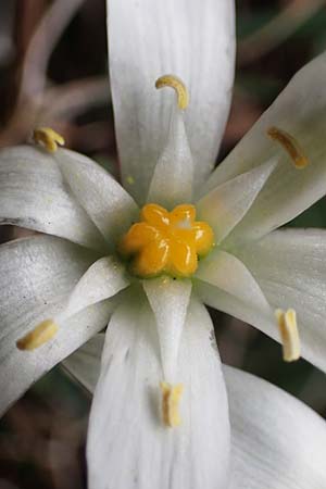 Ornithogalum montanum \ Berg-Milchstern / Mountain Star of Bethlehem, Rhodos/Rhodes Akramitis 21.3.2023