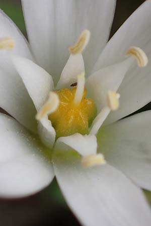 Ornithogalum montanum \ Berg-Milchstern / Mountain Star of Bethlehem, Rhodos/Rhodes Akramitis 21.3.2023