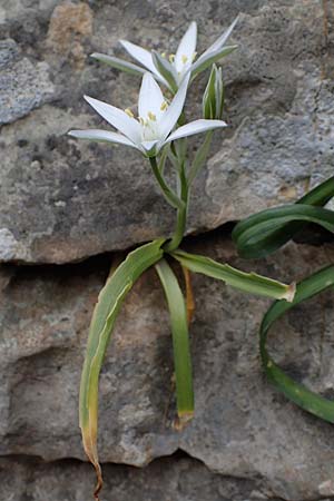 Ornithogalum montanum \ Berg-Milchstern / Mountain Star of Bethlehem, Rhodos/Rhodes Attaviros 24.3.2023