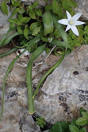 Ornithogalum montanum \ Berg-Milchstern / Mountain Star of Bethlehem, Rhodos/Rhodes Attaviros 24.3.2023
