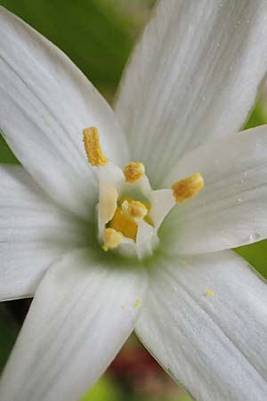 Ornithogalum montanum \ Berg-Milchstern / Mountain Star of Bethlehem, Rhodos/Rhodes Attaviros 24.3.2023