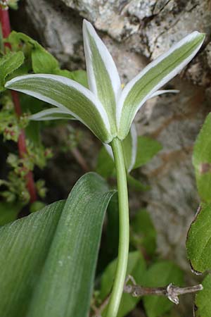 Ornithogalum montanum \ Berg-Milchstern / Mountain Star of Bethlehem, Rhodos/Rhodes Attaviros 24.3.2023