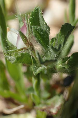 Ononis reclinata \ Nickende Hauhechel / Small Restharrow, Rhodos/Rhodes Prasonisi 26.3.2019