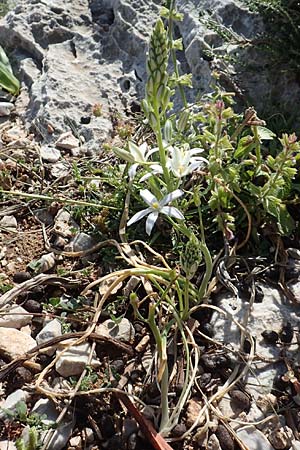 Ornithogalum narbonense \ Berg-Milchstern / Pyramidal Star of Bethlehem, Rhodos/Rhodes Tsambika 30.3.2019