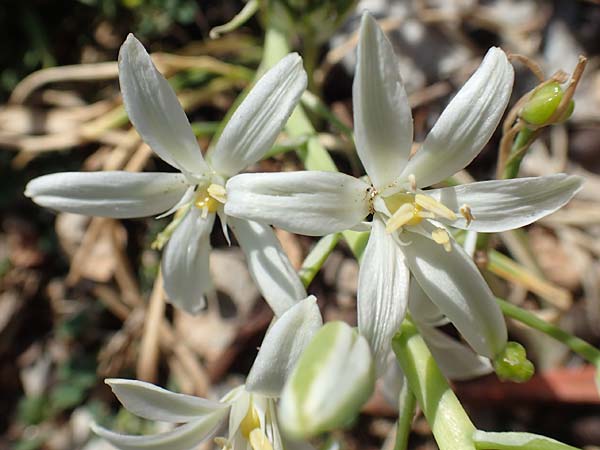 Ornithogalum narbonense \ Berg-Milchstern / Pyramidal Star of Bethlehem, Rhodos/Rhodes Tsambika 30.3.2019
