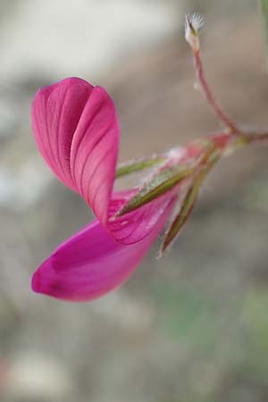Onobrychis aequidentata \ Gleichz�hnige Esparsette, Rhodos Kattavia 1.4.2019