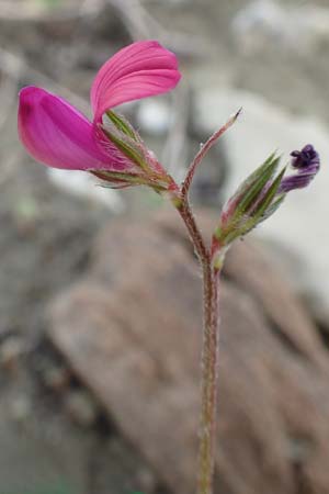 Onobrychis aequidentata \ Gleichz�hnige Esparsette, Rhodos Kattavia 1.4.2019
