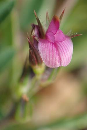 Onobrychis caput-galli \ Hahnenkopf-Esparsette, Rhodos Prasonisi 1.4.2019