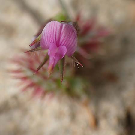 Onobrychis caput-galli \ Hahnenkopf-Esparsette, Rhodos Prasonisi 1.4.2019