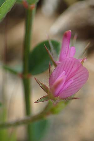 Onobrychis caput-galli \ Hahnenkopf-Esparsette, Rhodos Prasonisi 1.4.2019