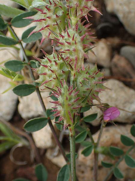 Onobrychis caput-galli \ Hahnenkopf-Esparsette, Rhodos Prasonisi 1.4.2019